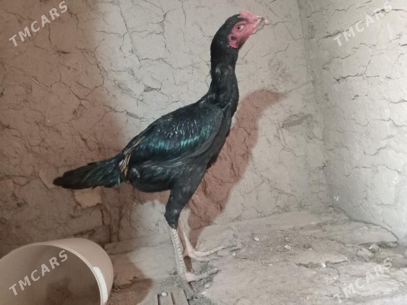 baÿsowyÿ horaz jùÿjesi bilen - Мургап - img 2