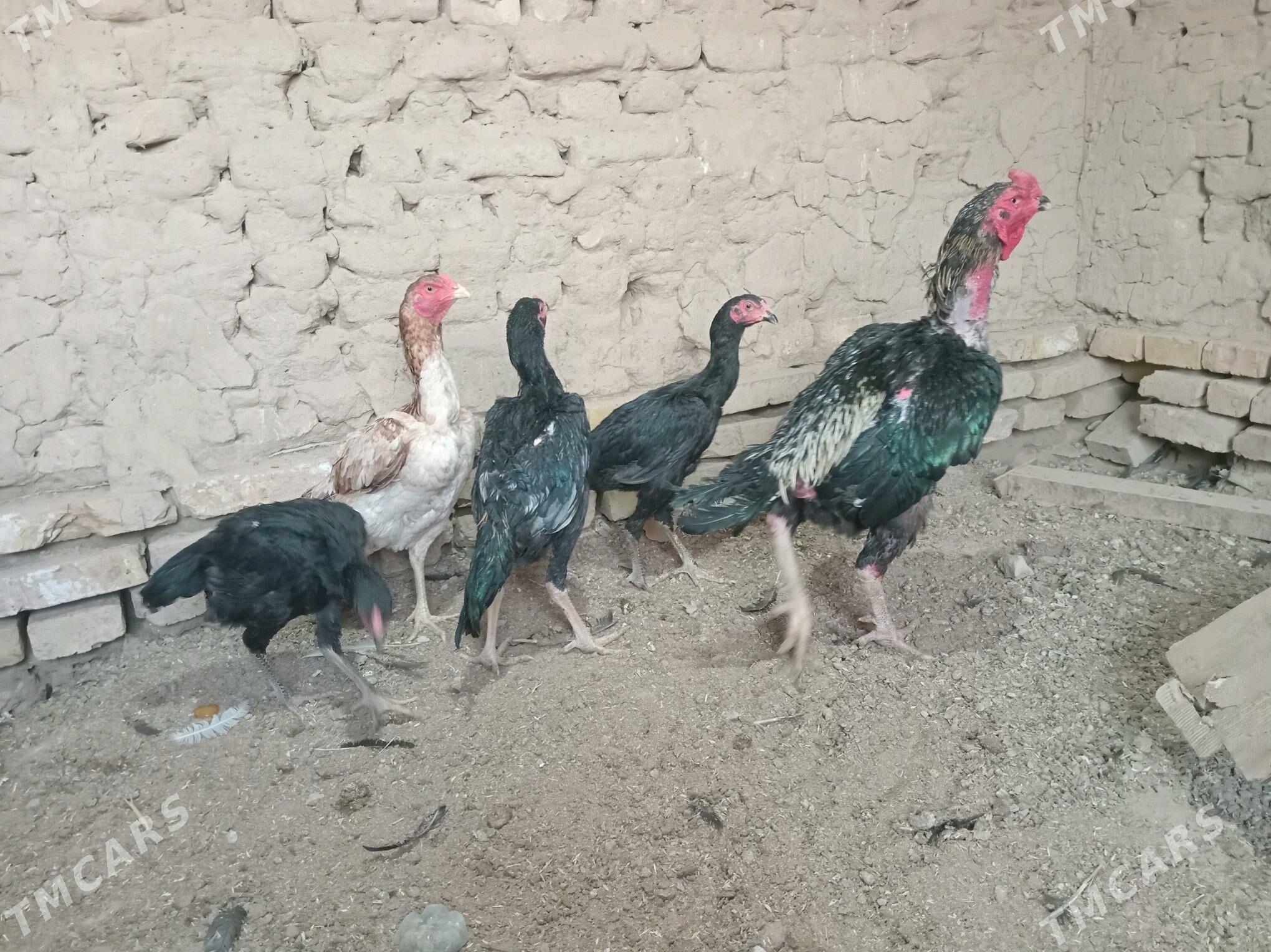 baÿsowyÿ horaz jùÿjesi bilen - Мургап - img 3