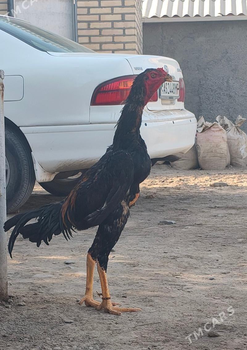 Horaz ady Gatygazak - Векильбазар - img 2