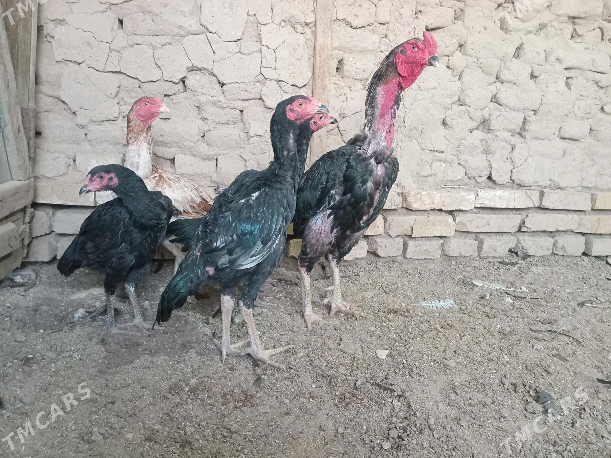 baÿsowyÿ horaz jùÿjesi bilen - Мургап - img 4