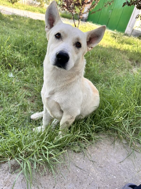 gujuk Щенок - Täze zaman - img 1