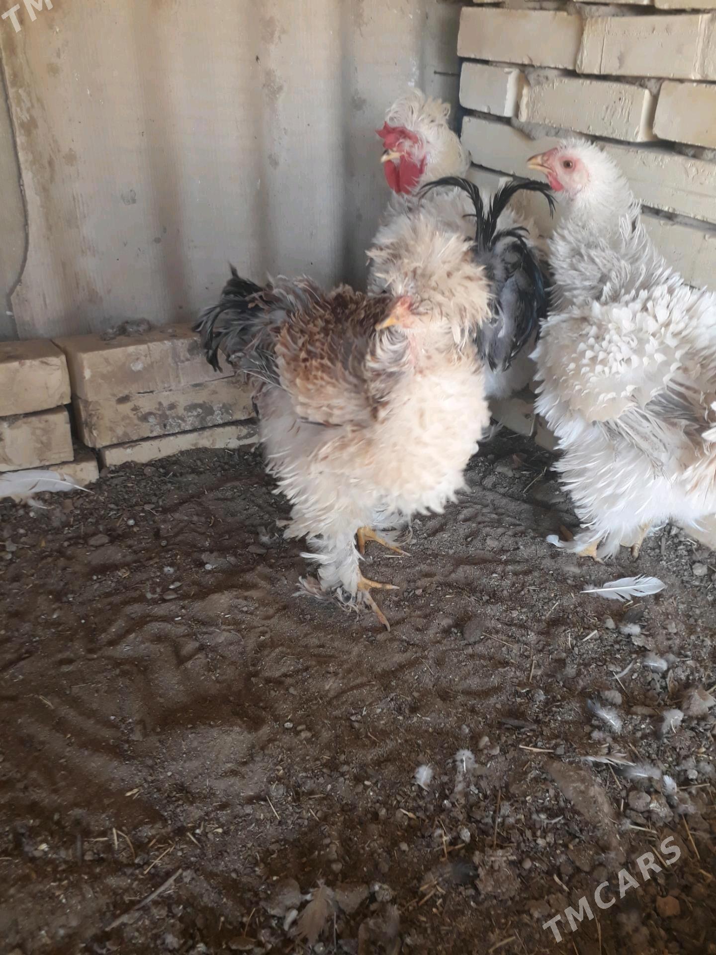 towuk - Сакарчага - img 2