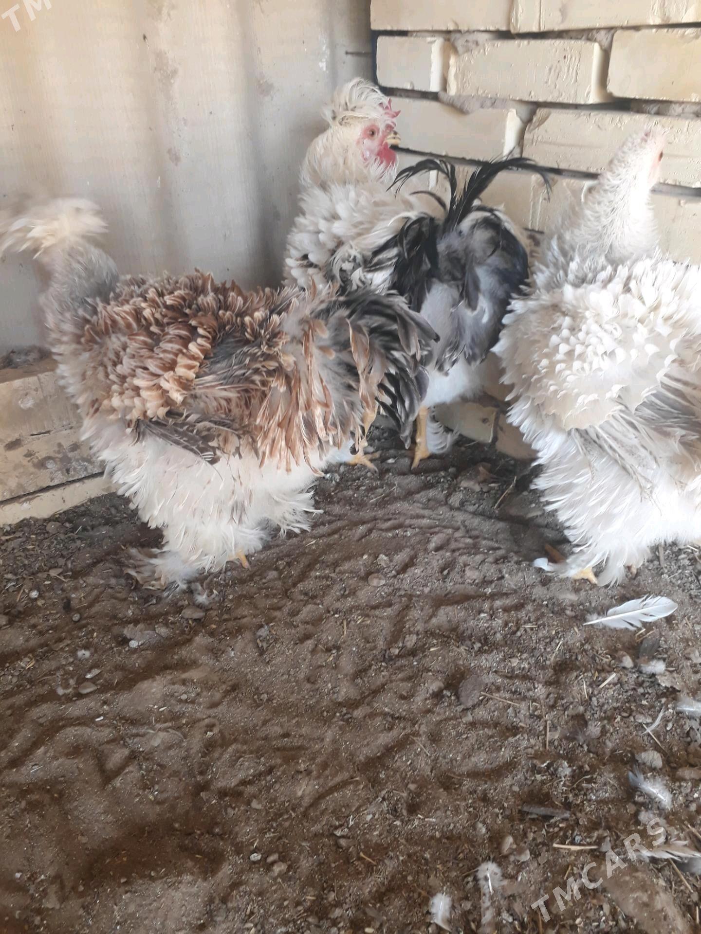 towuk - Сакарчага - img 3