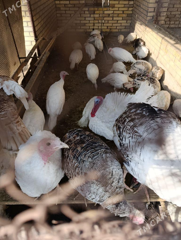 induk - Мары - img 1