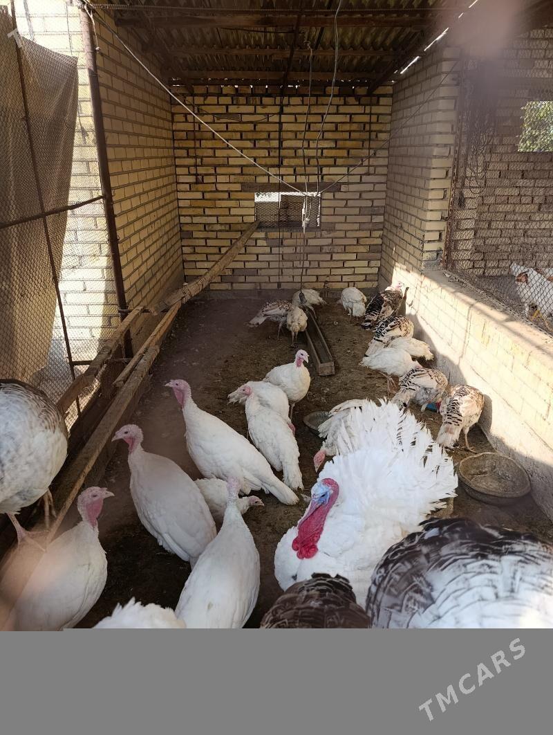 induk - Мары - img 2