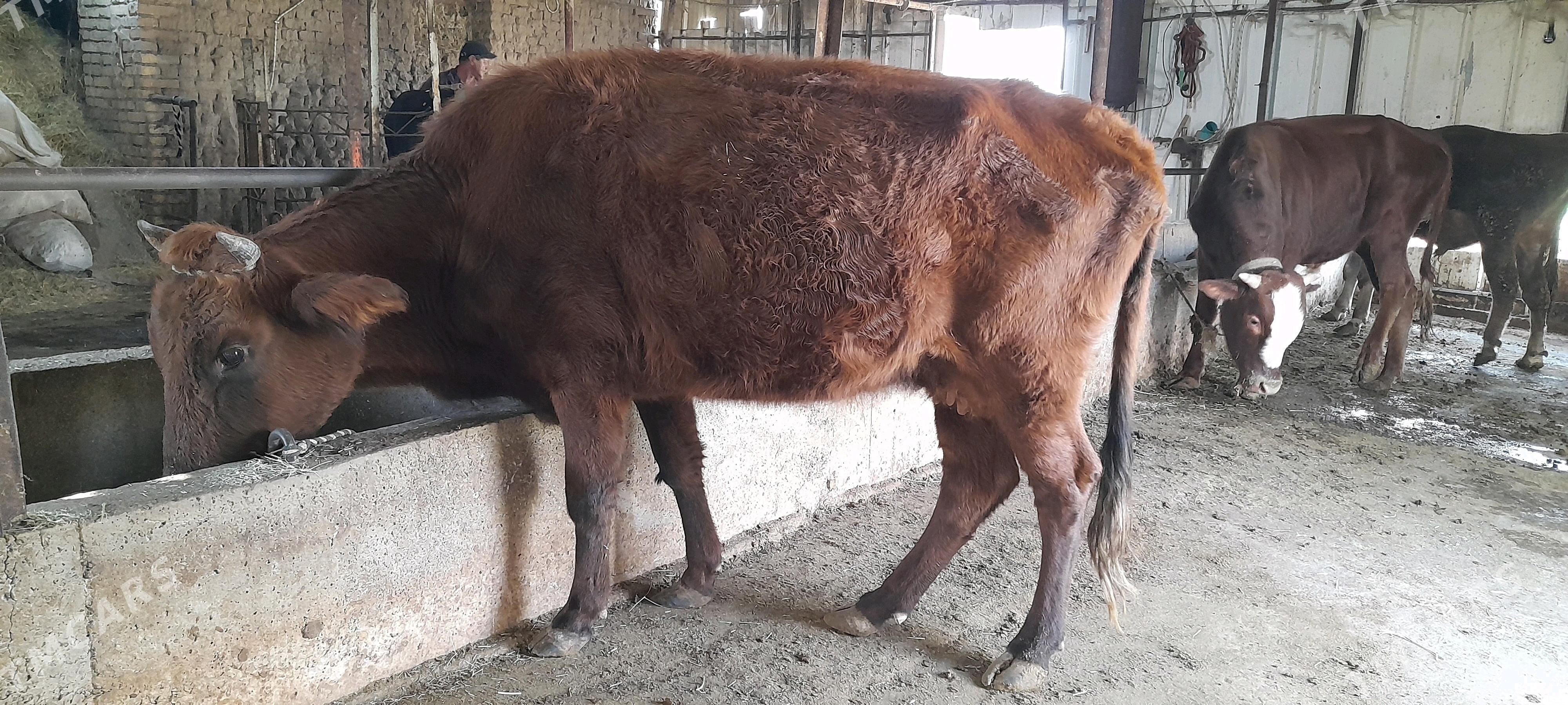 gysyr  1 guzlan gulajyn - Мургап - img 1