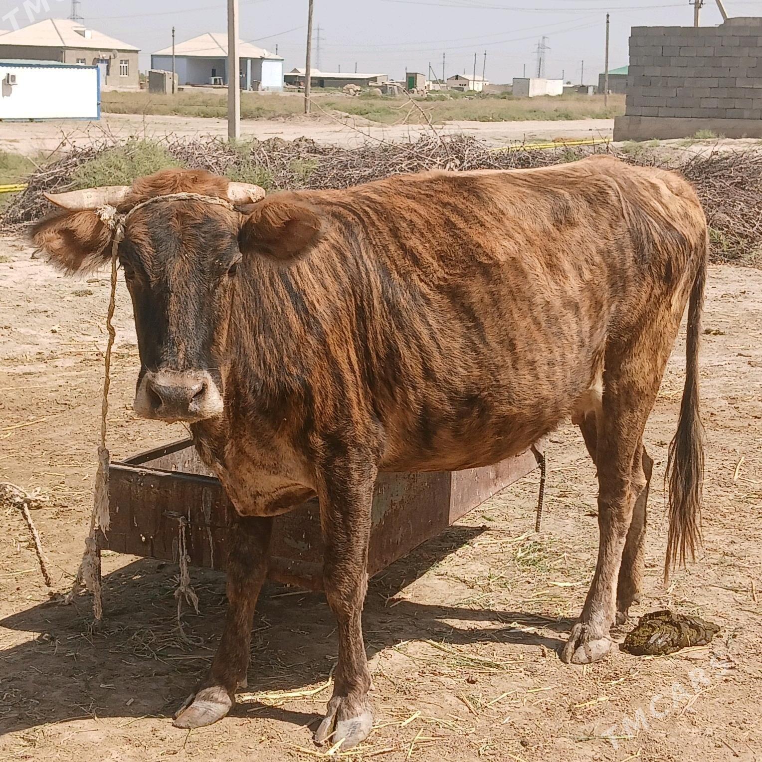 bogaz sygyr - Яшлык - img 2