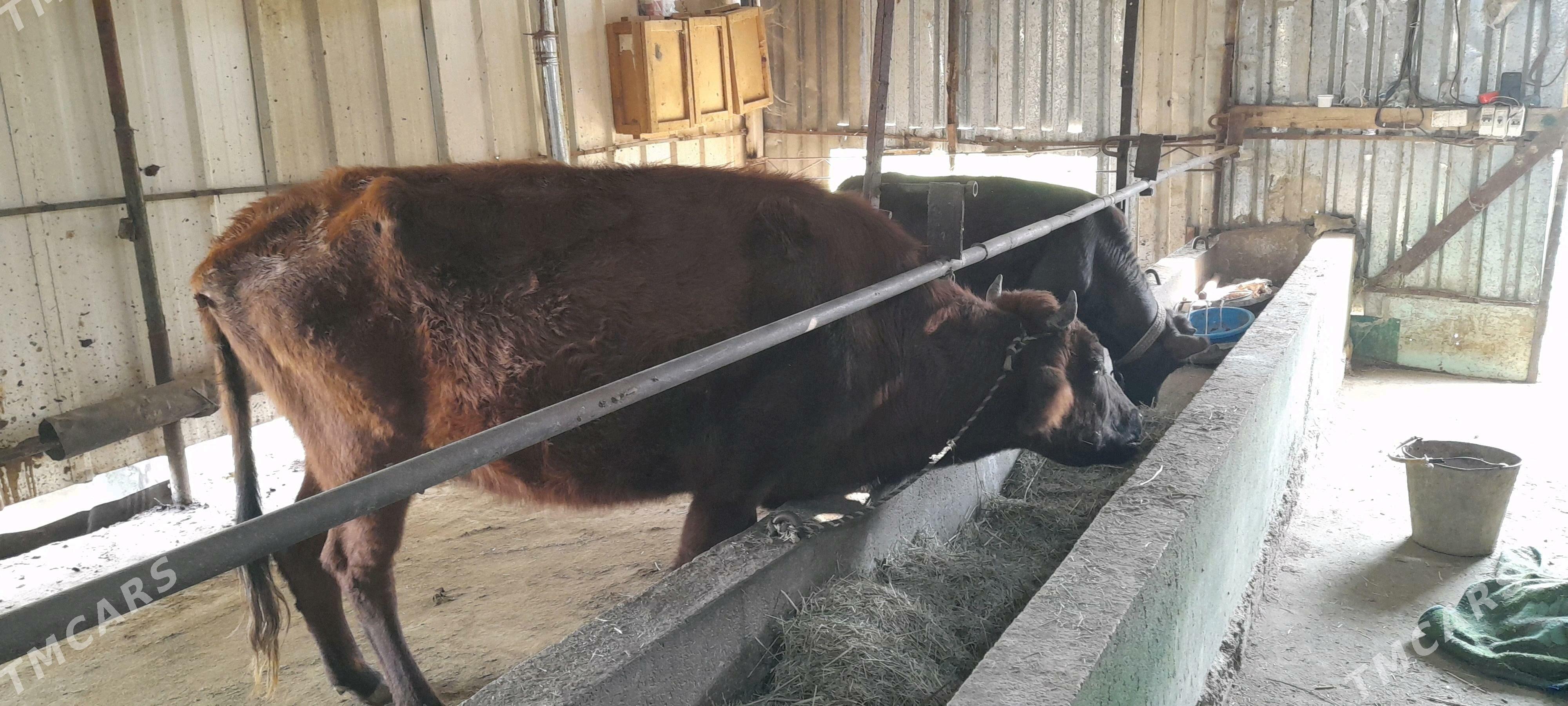 gysyr  1 guzlan gulajyn - Мургап - img 2