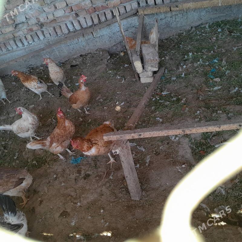 nisuska towuk - Türkmenabat - img 1