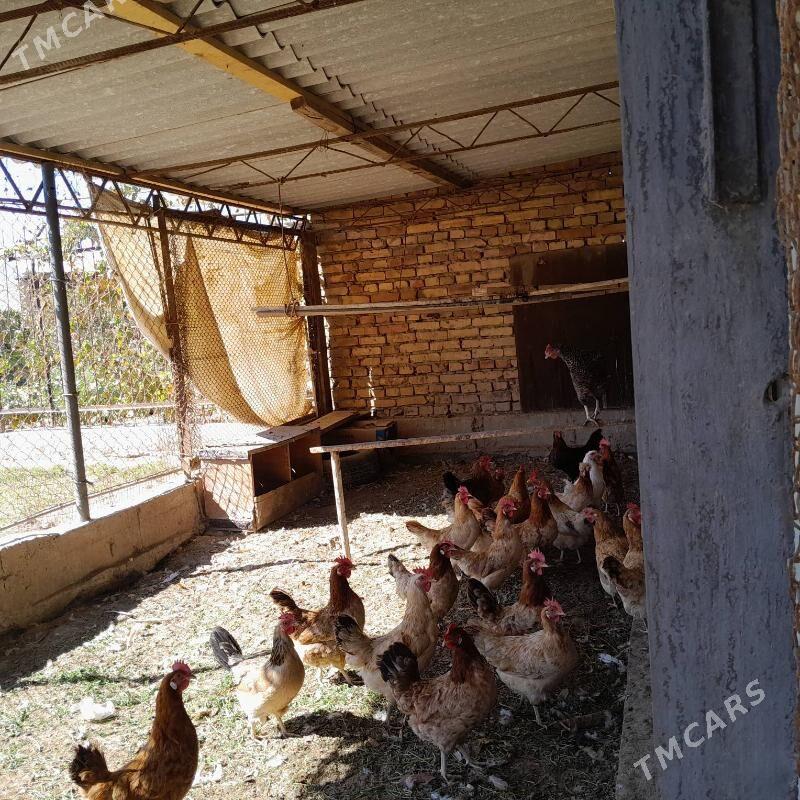 nisuska towuk - Türkmenabat - img 2