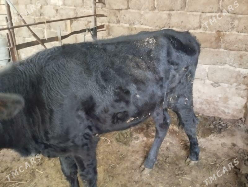 Tuwe - Aşgabat - img 2