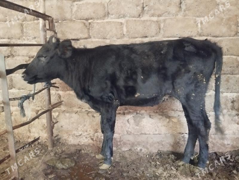 Tuwe - Aşgabat - img 4