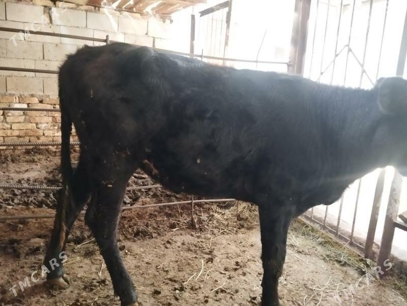 Tuwe - Aşgabat - img 3