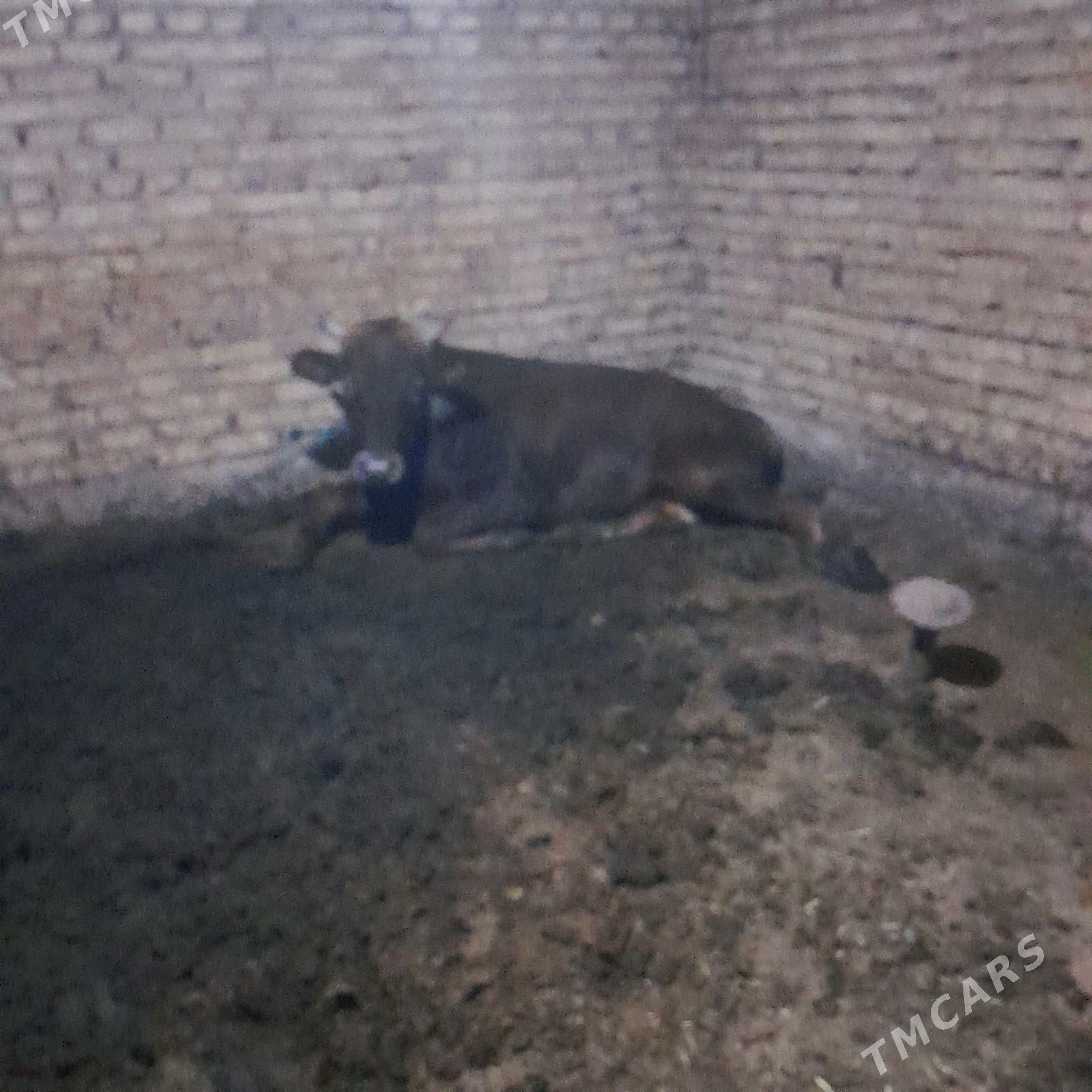 okuz - Babadaýhan - img 2