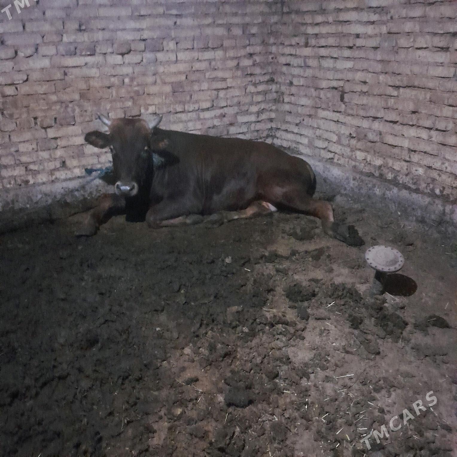 okuz - Babadaýhan - img 1