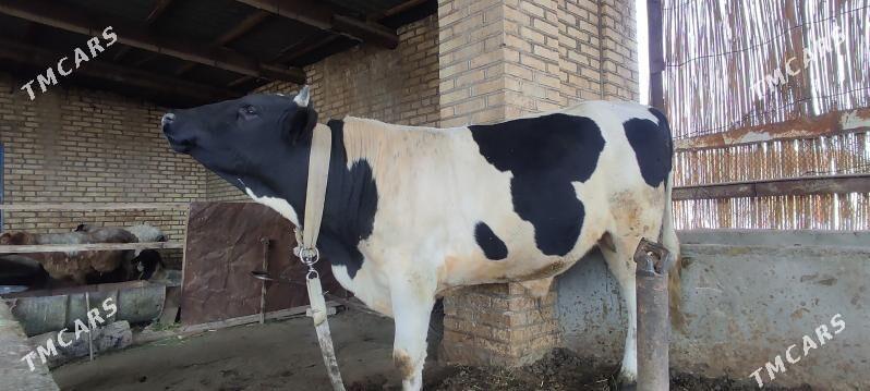 öküz - Мары - img 2