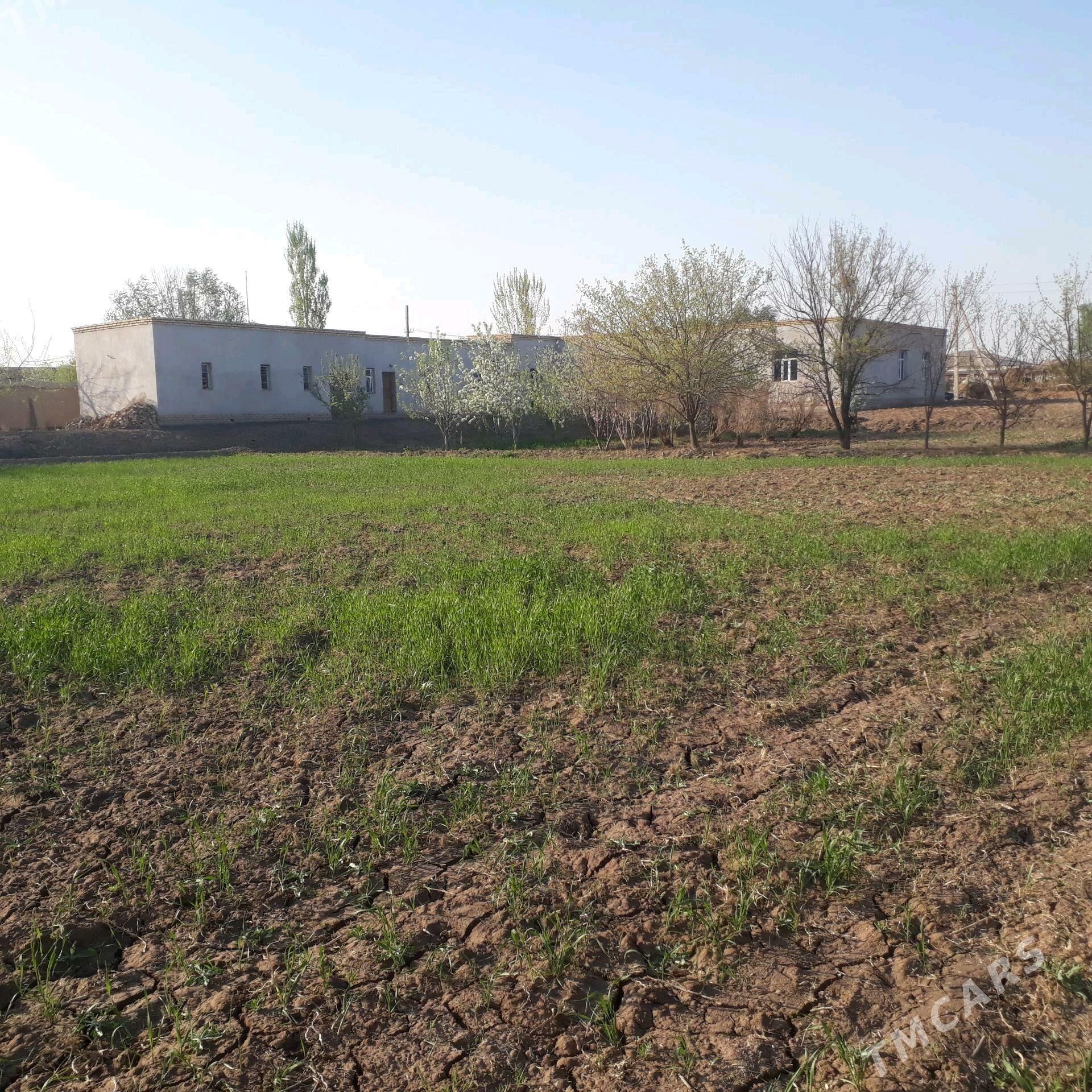 satylk jaysatlyk jay - Дашогуз - img 1