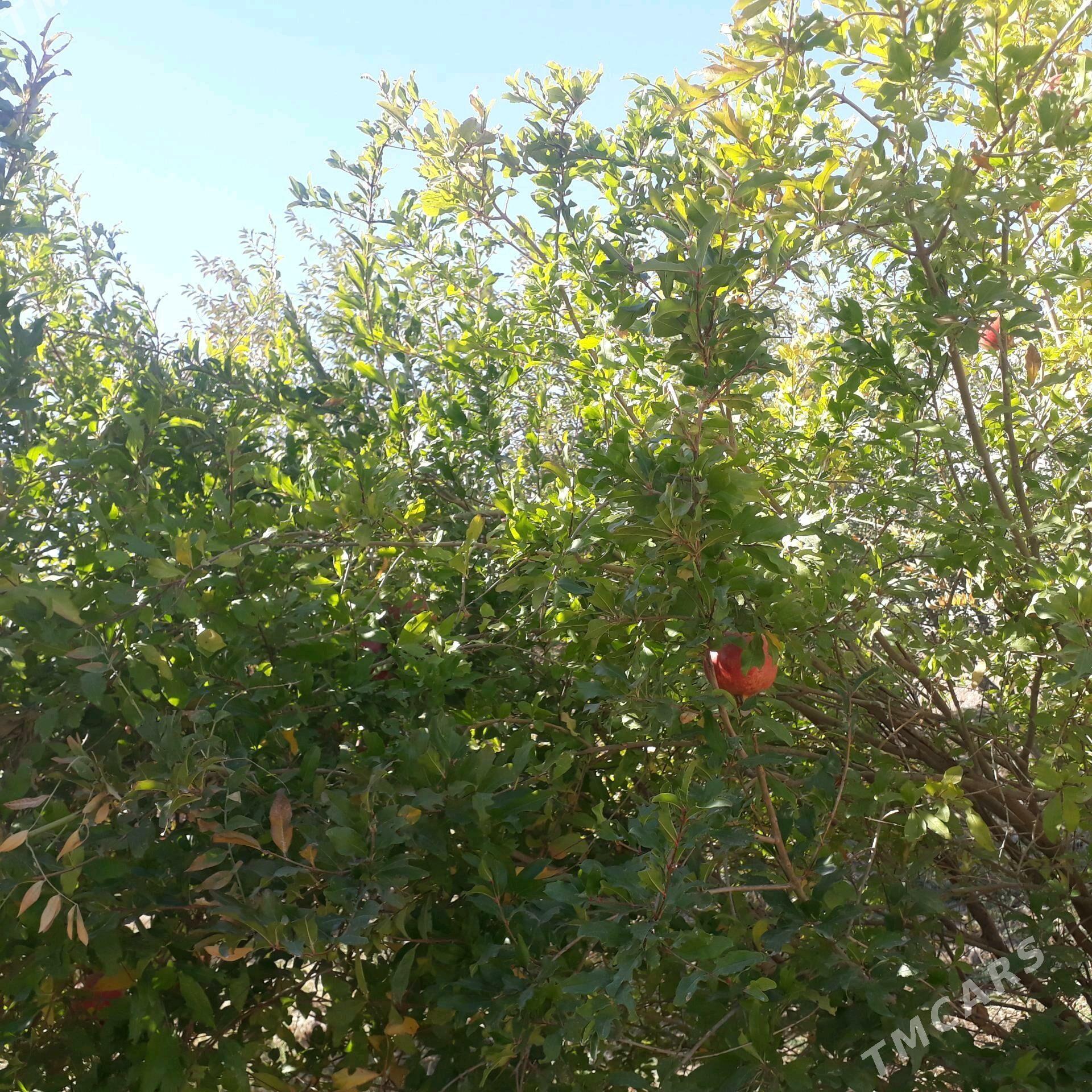 satylk jaysatlyk jay - Дашогуз - img 5