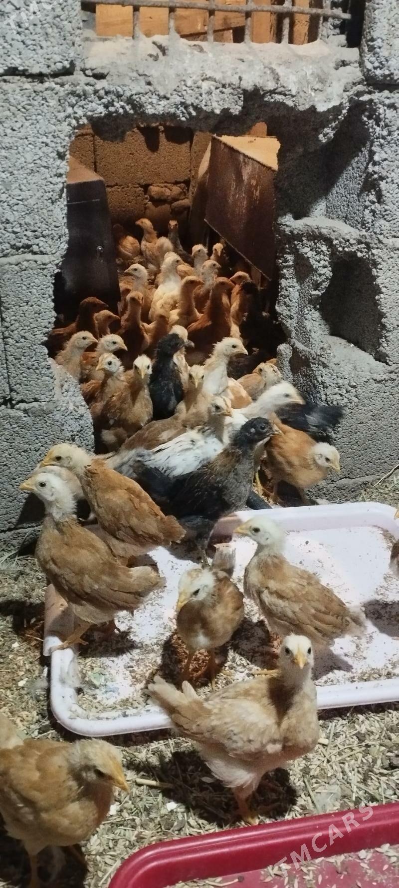 jüje - Çoganly - img 1