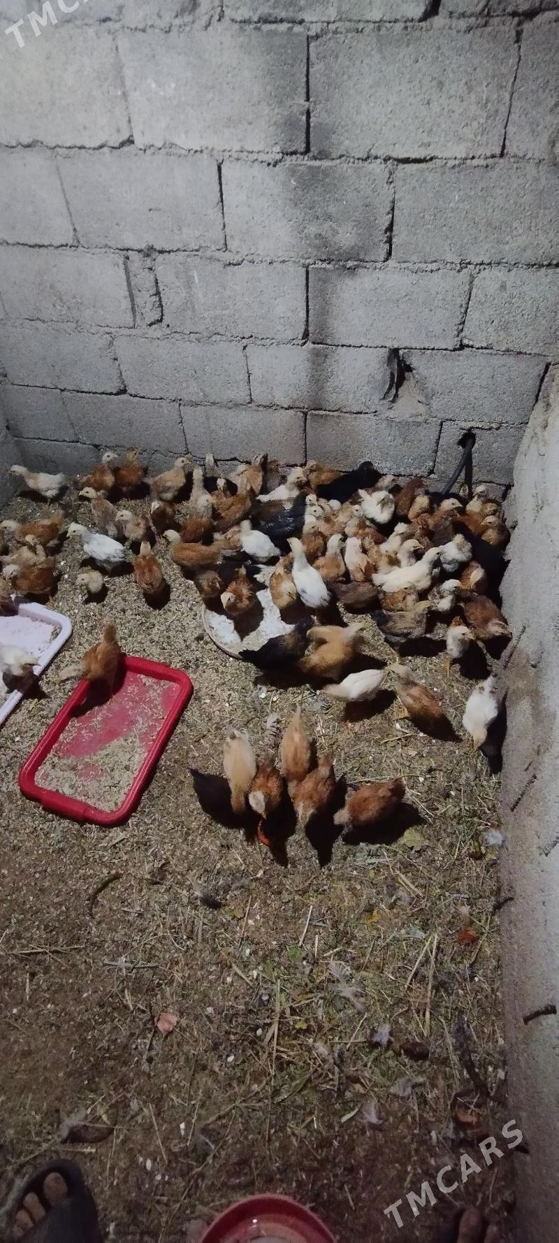 jüje - Çoganly - img 3