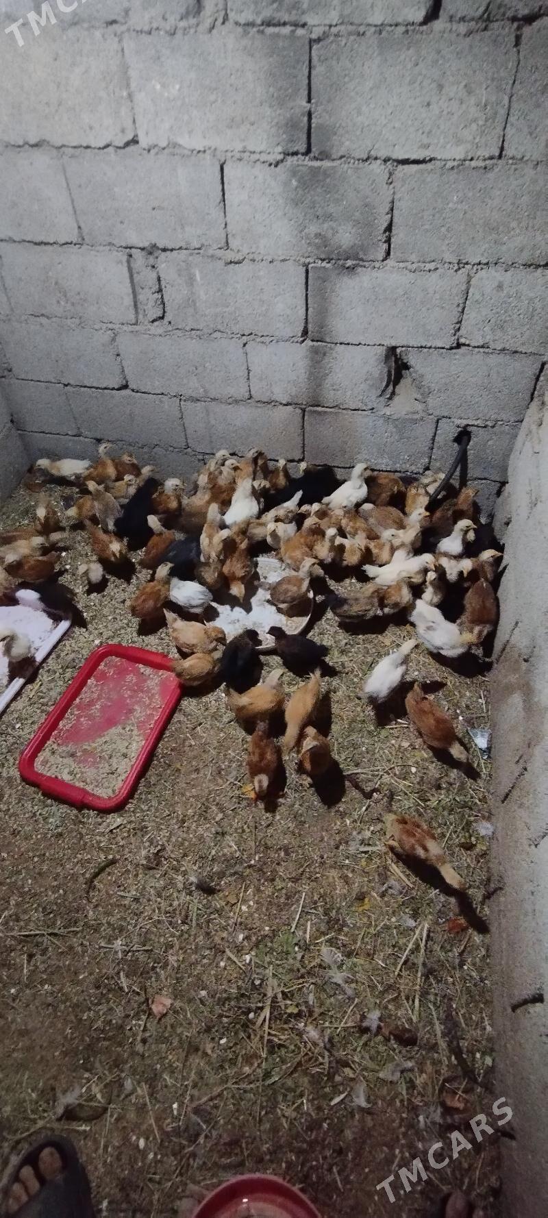 jüje - Çoganly - img 2