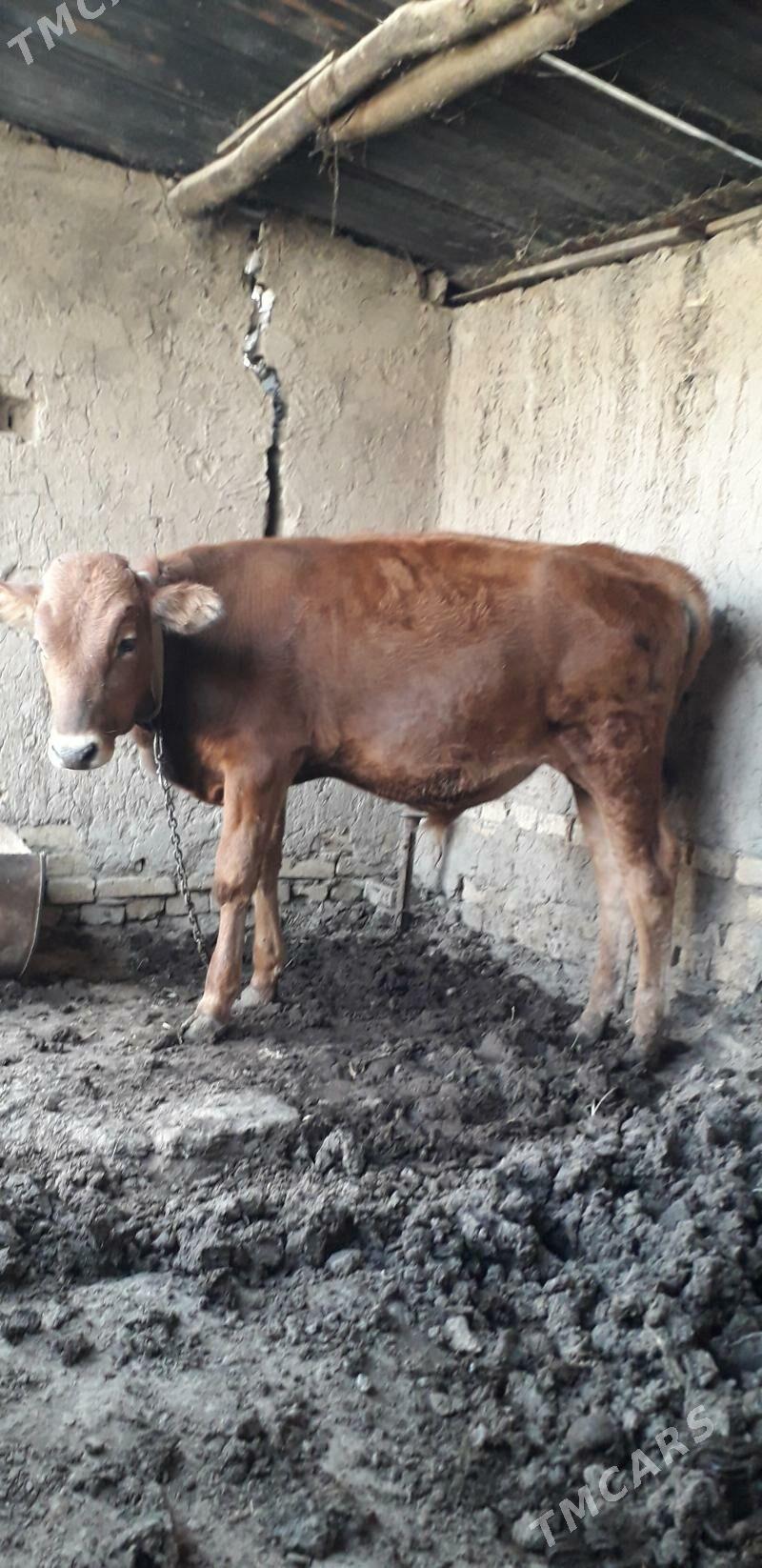 okuzce - Мары - img 2