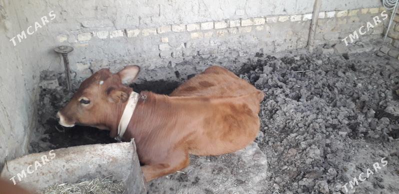 okuzce - Мары - img 3