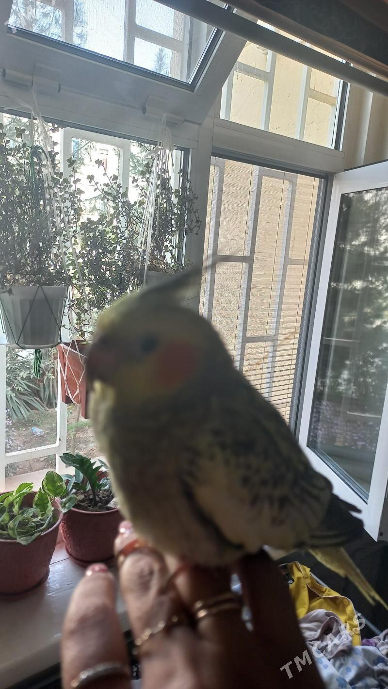 karella - Aşgabat - img 4