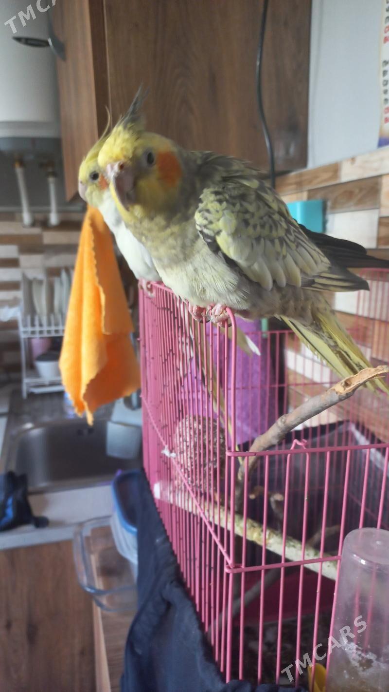 karella - Aşgabat - img 3