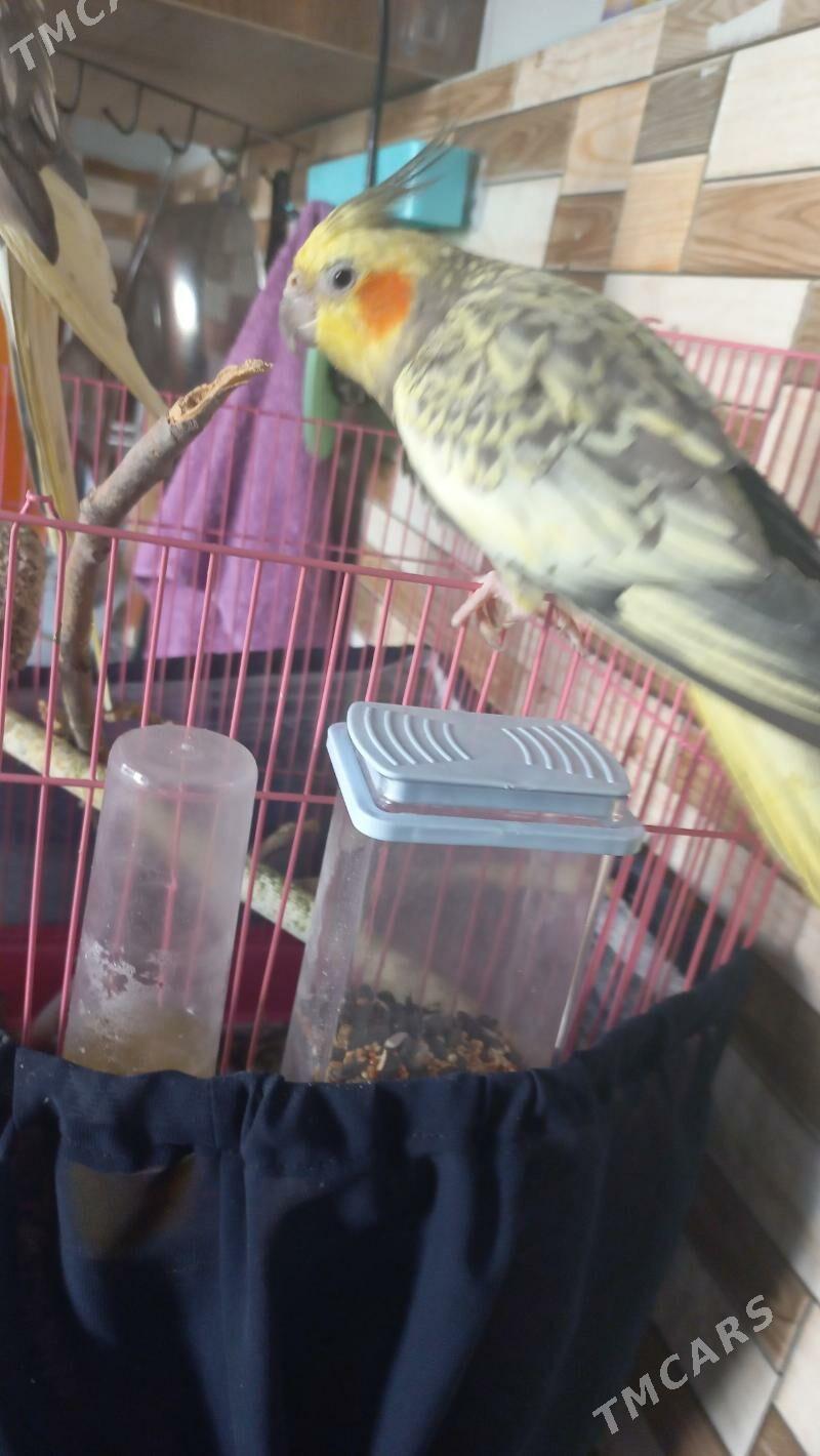 karella - Aşgabat - img 5