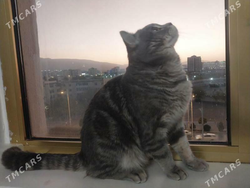 кот скоттиш страйт - Howdan "W" - img 3