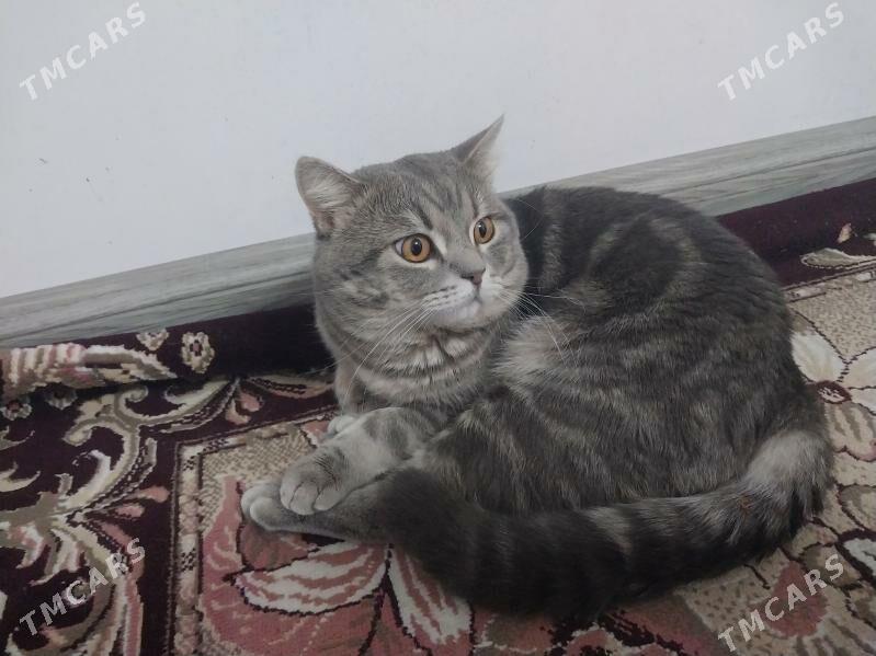 кот скоттиш страйт - Howdan "W" - img 5