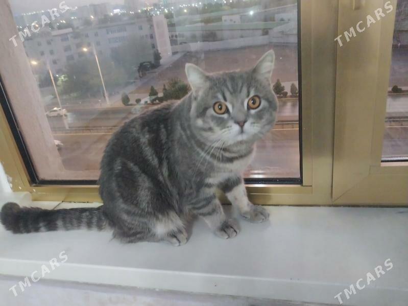 кот скоттиш страйт - Howdan "W" - img 2