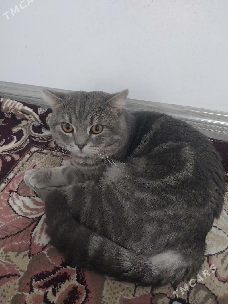 кот скоттиш страйт - Howdan "W" - img 4