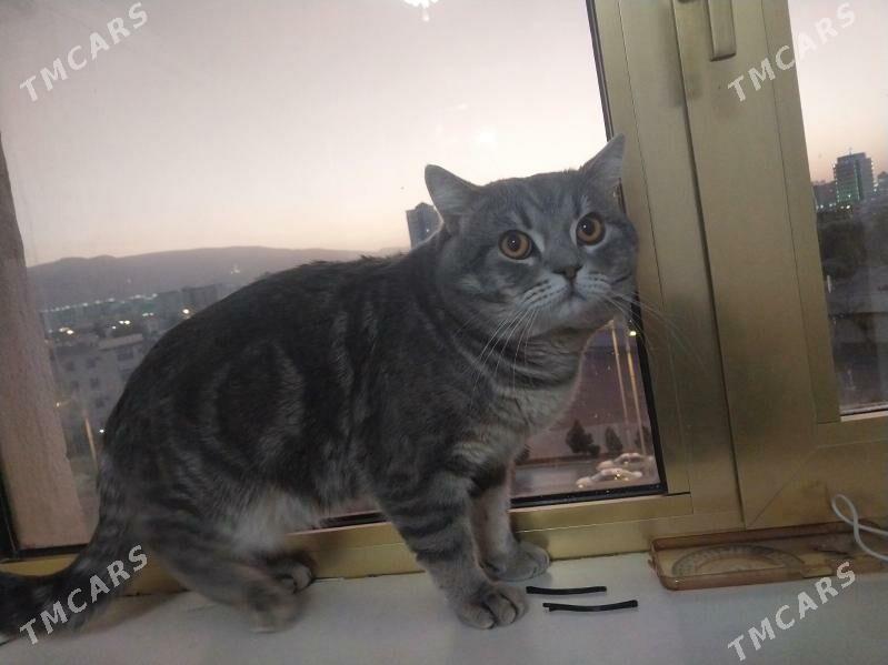 кот скоттиш страйт - Howdan "W" - img 1