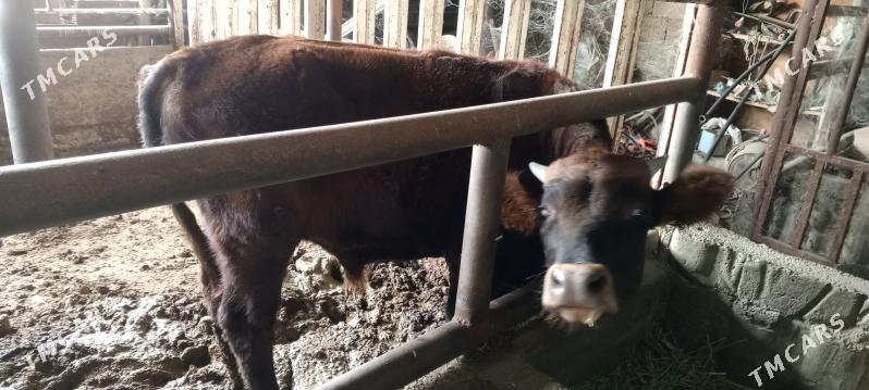 ŞWEZ ÖKÜZ - Багир - img 4