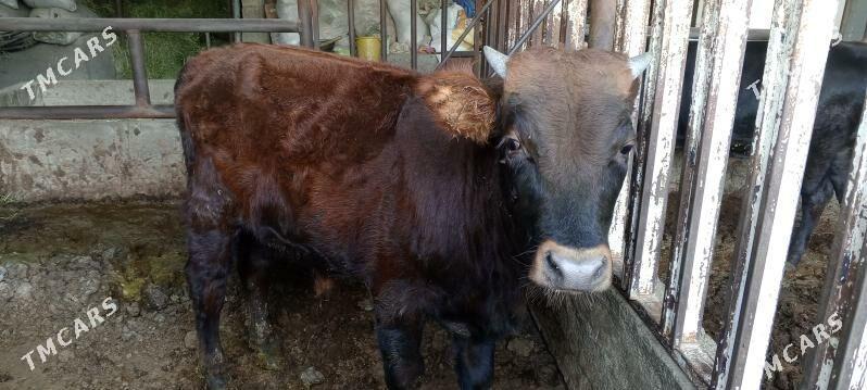 ŞWEZ ÖKÜZ - Багир - img 2