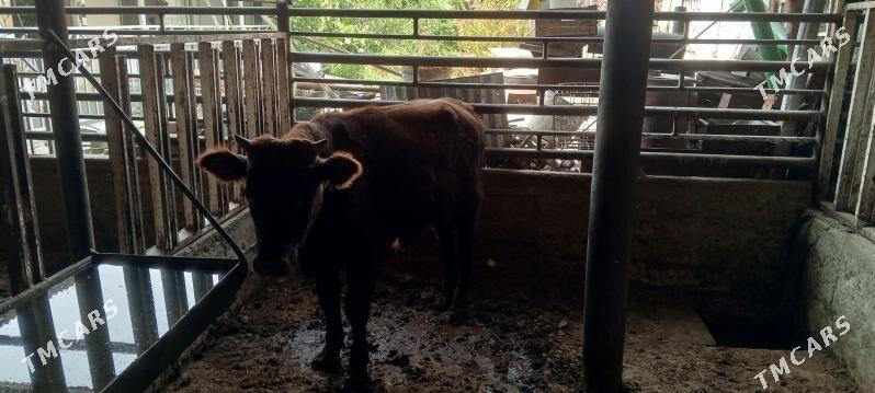 ŞWEZ ÖKÜZ - Багир - img 3