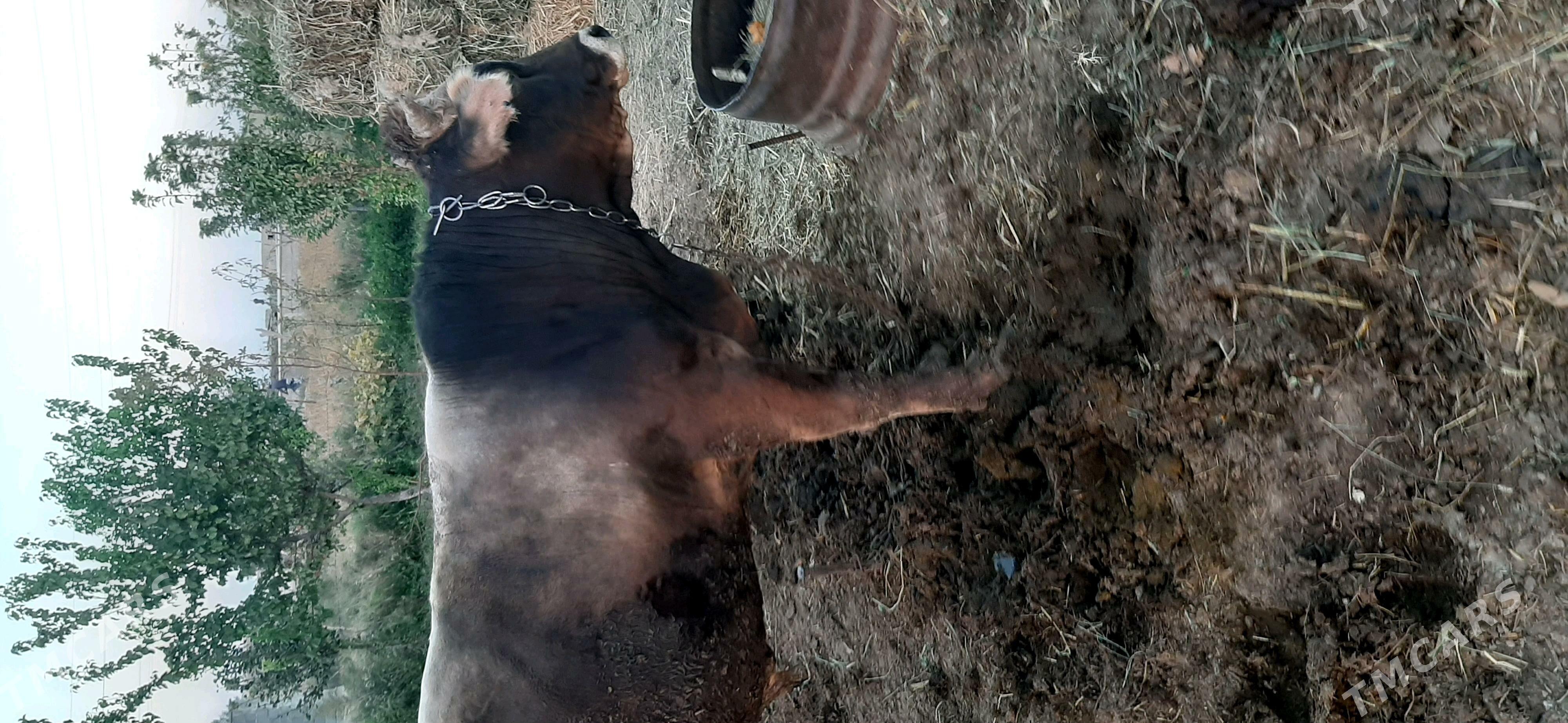 Öküz - Bäherden - img 1