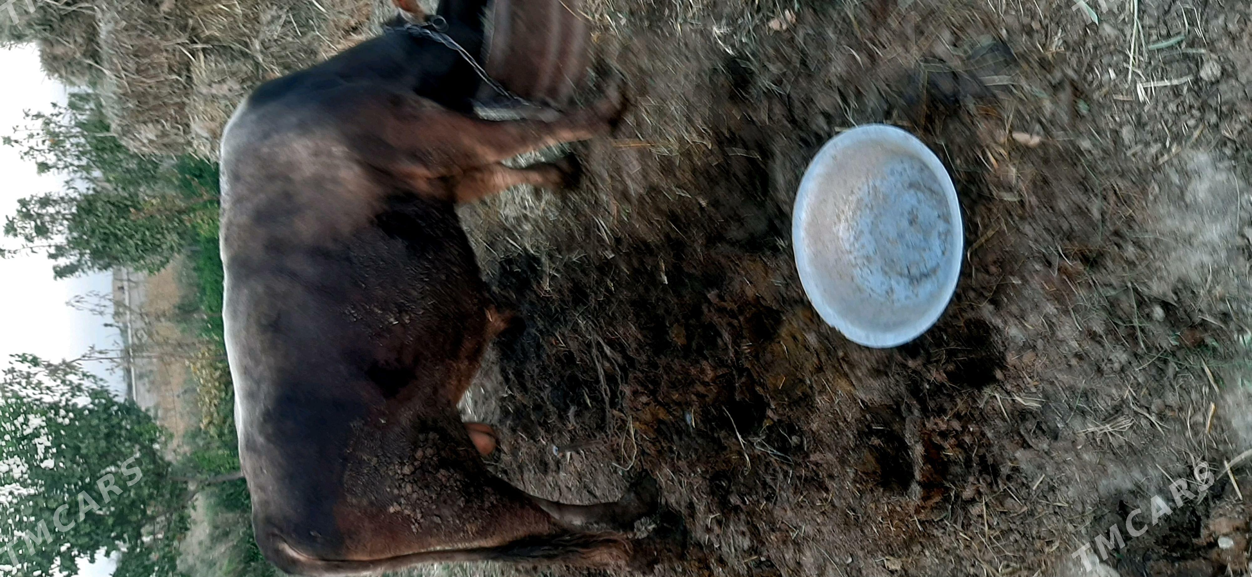 Öküz - Bäherden - img 2