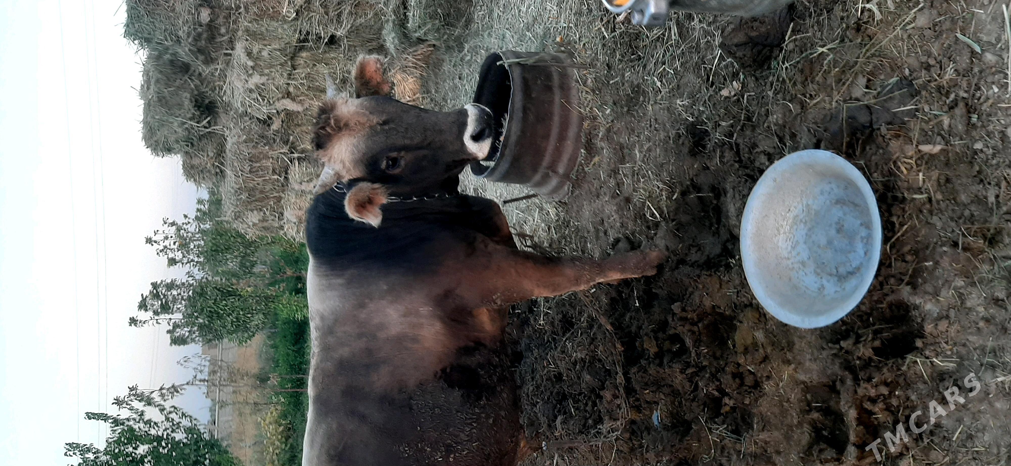 Öküz - Bäherden - img 3