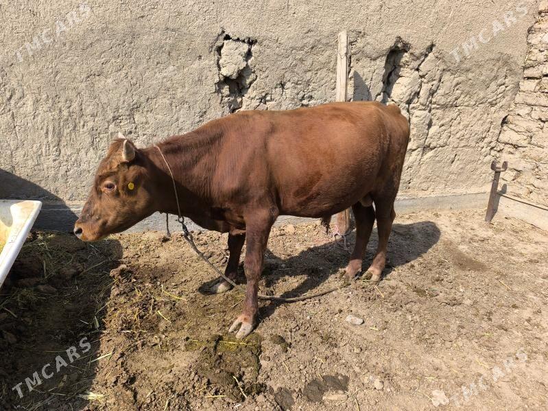 Öküz - Кака - img 2