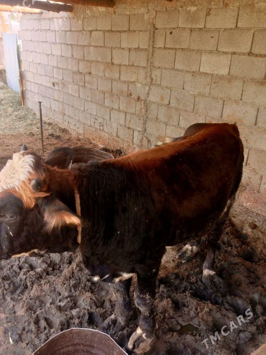 okuz - Gökdepe - img 2