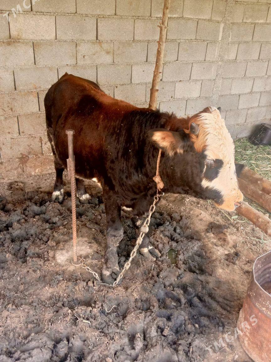 okuz - Gökdepe - img 3