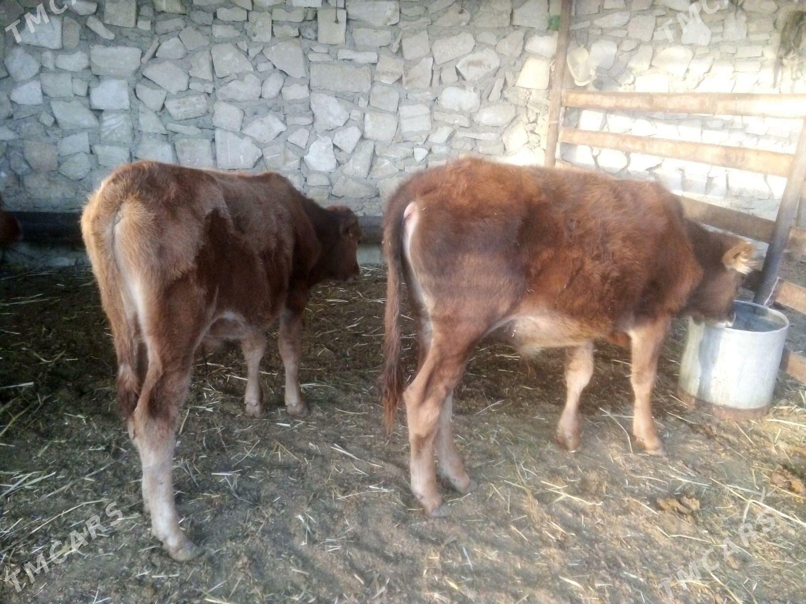 Ökiz - Bereket - img 2