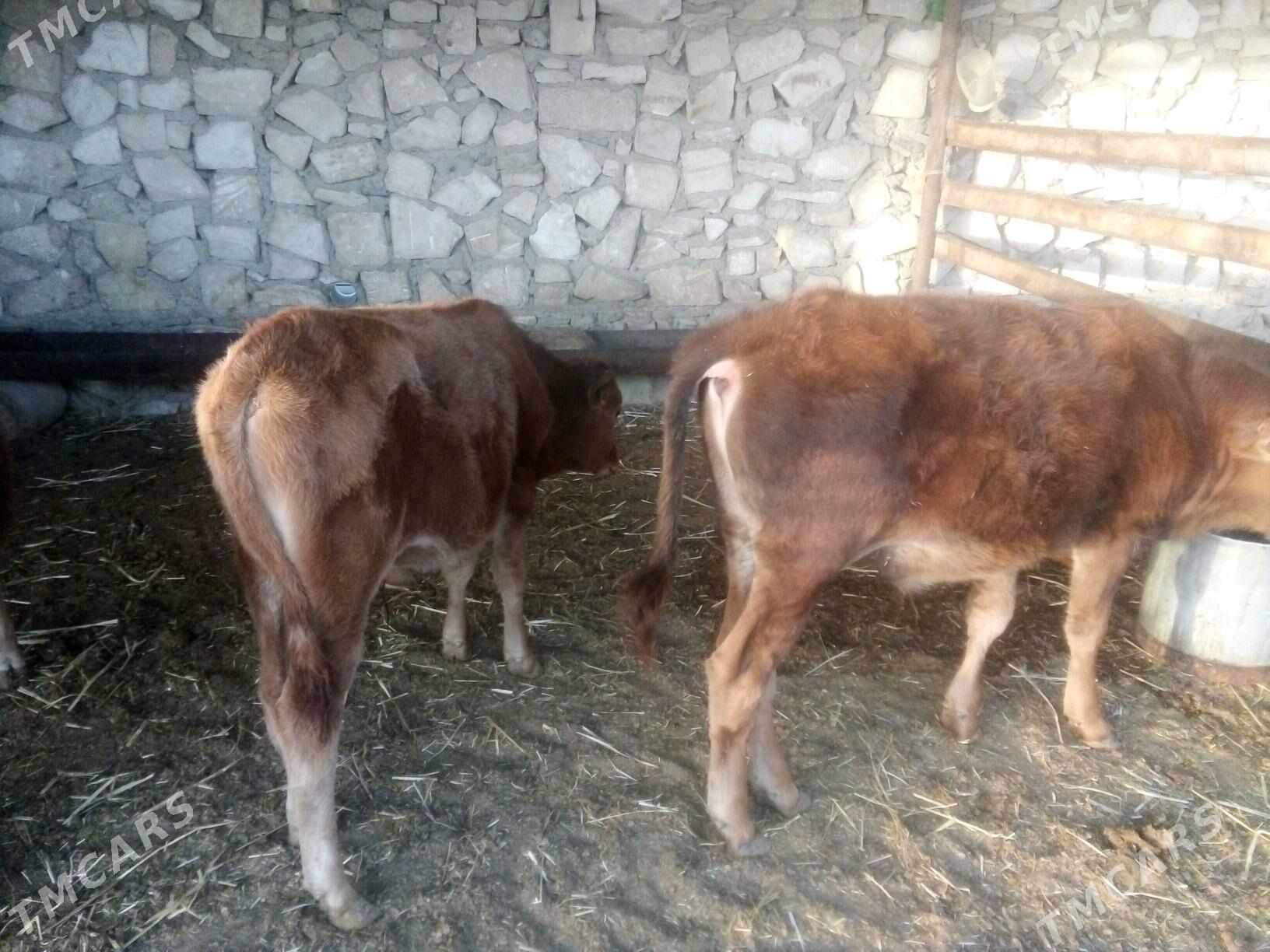 Ökiz - Bereket - img 3