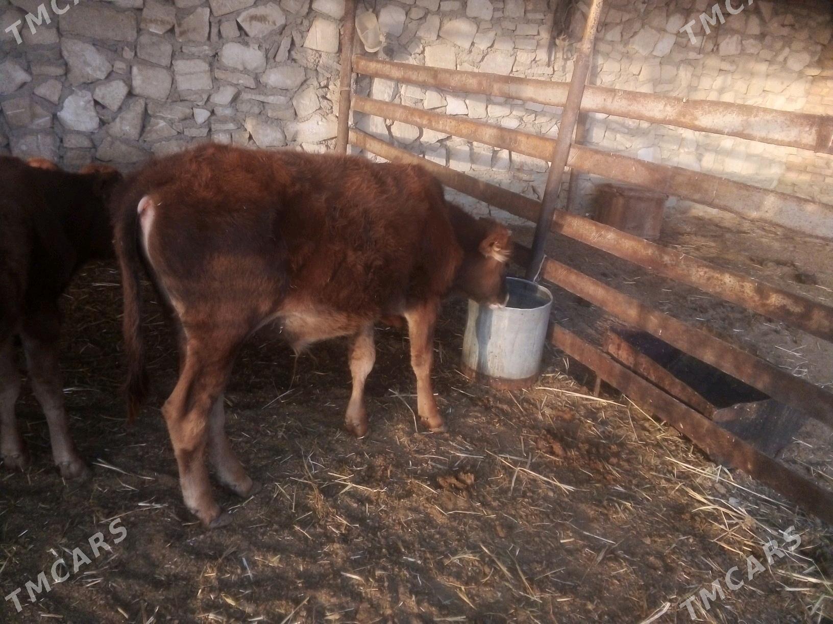 Ökiz - Bereket - img 4