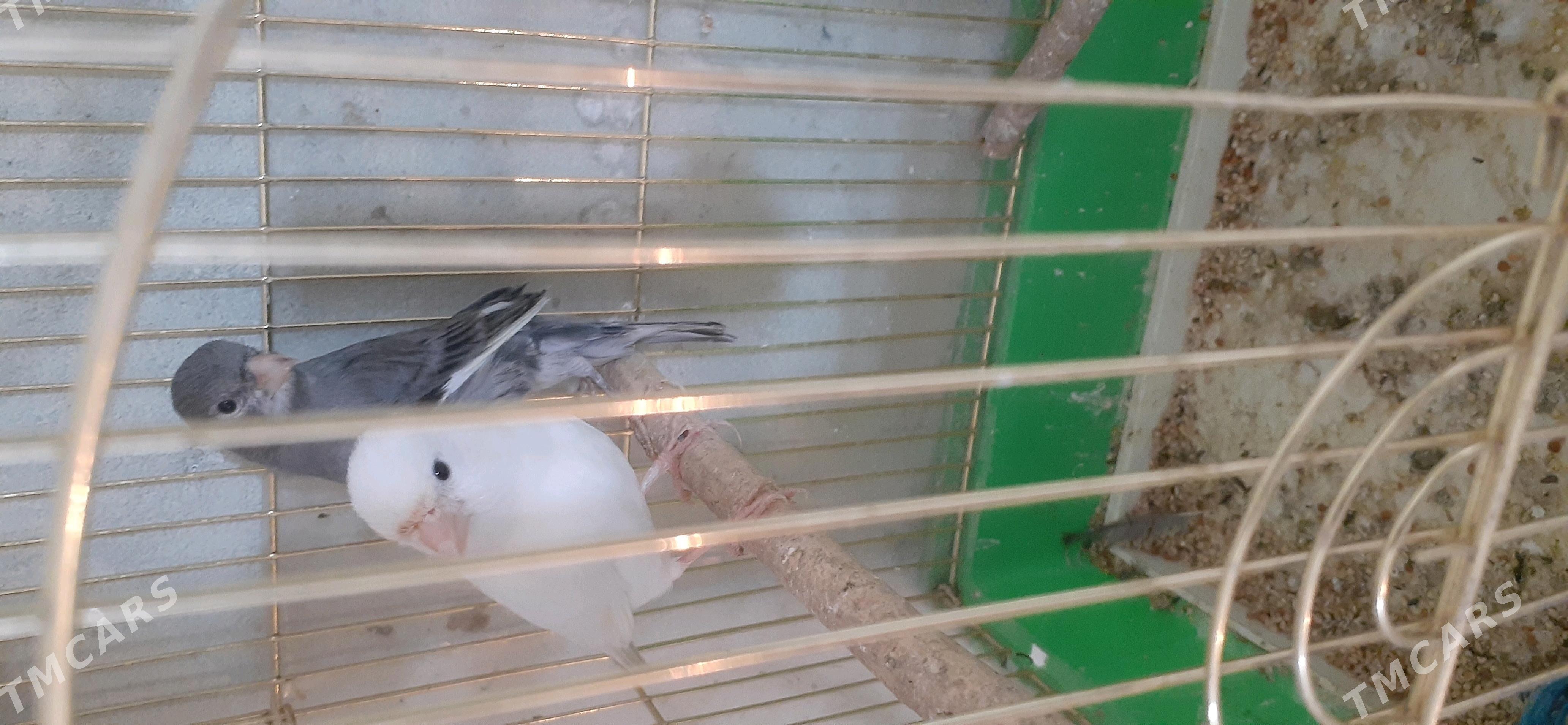 kanareýka - Çoganly - img 2