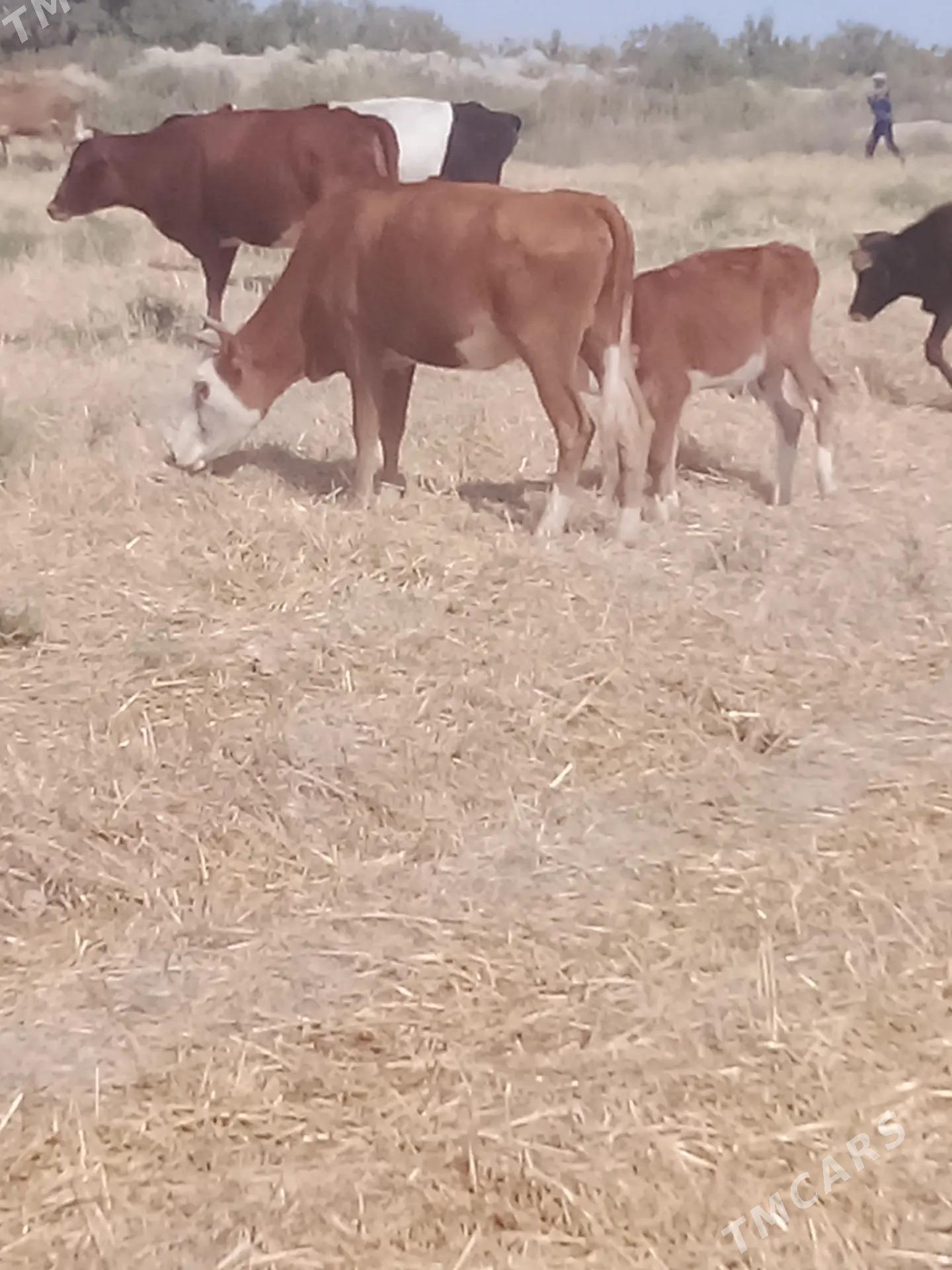 goleli sygyr - Берекет - img 2