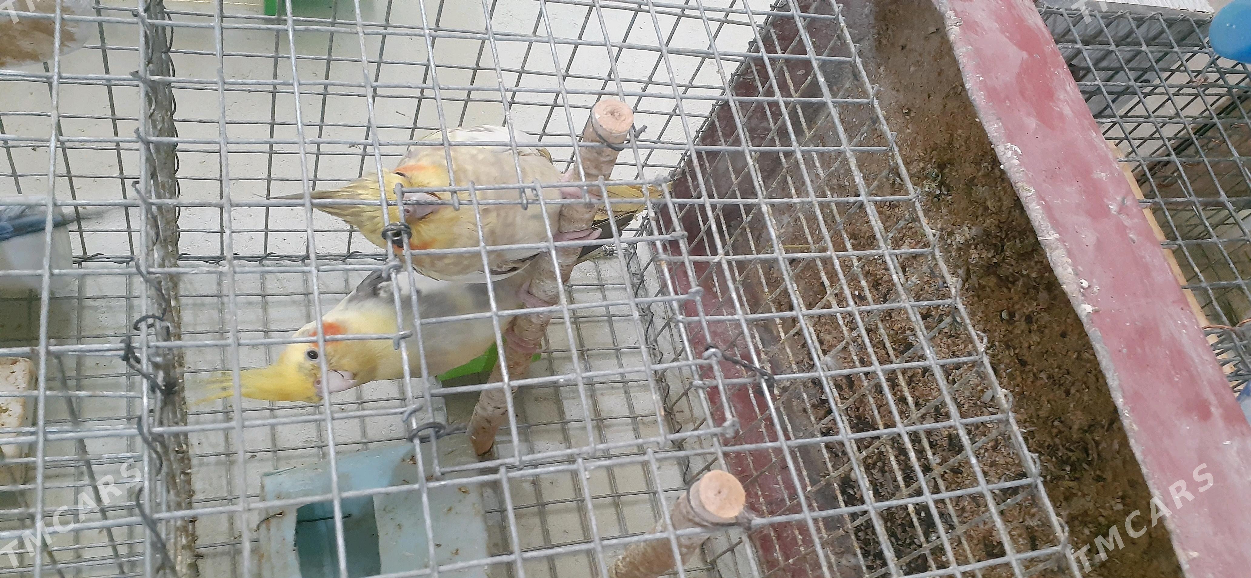 karella - Çoganly - img 4